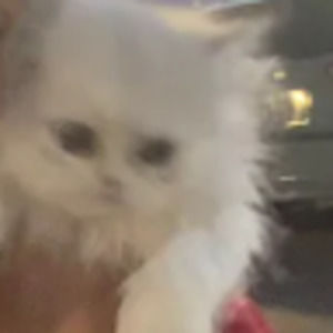 Meet your Posher, Gabriela